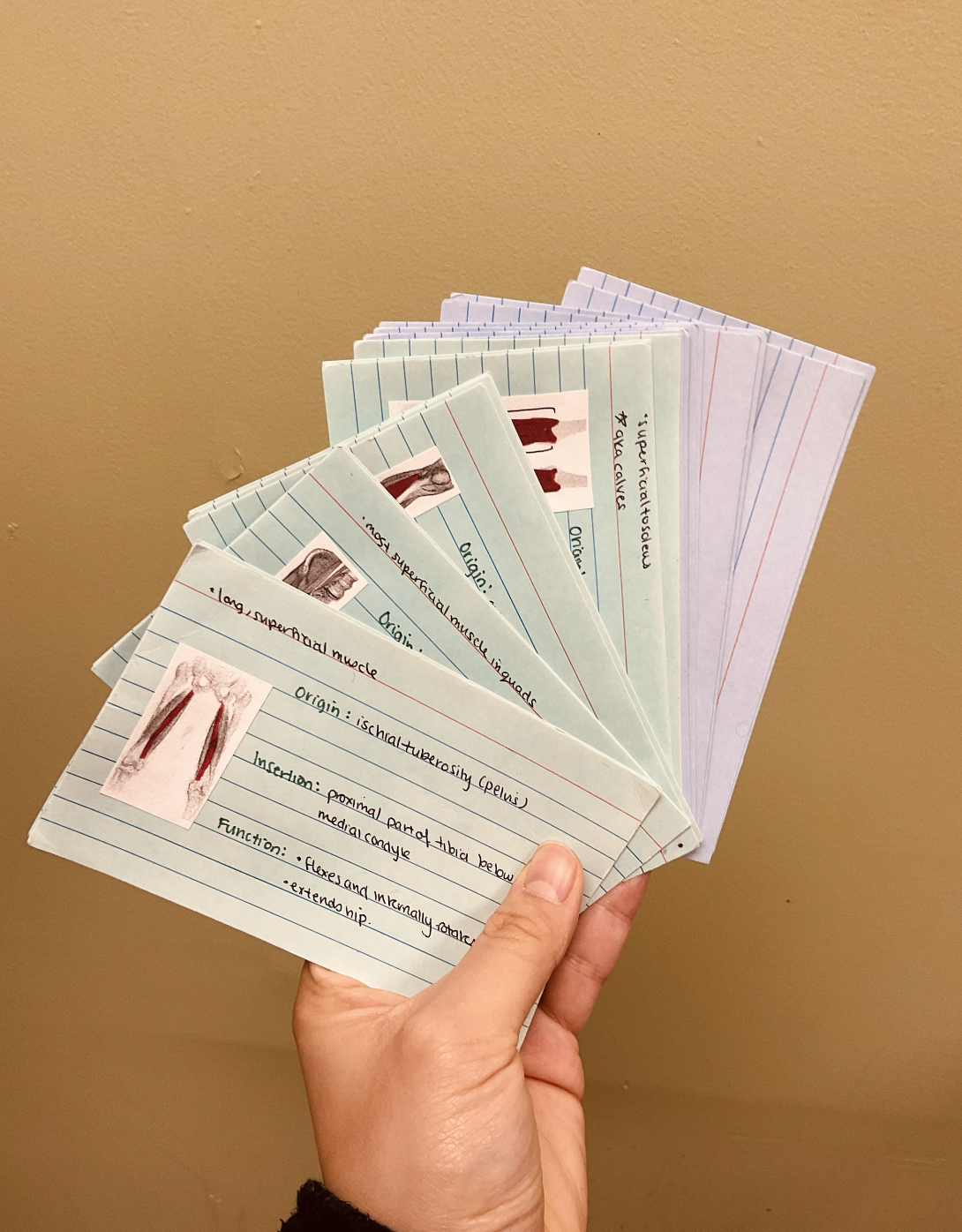 Why Flashcards Are Still a Thing (And How I Use Them in Anatomy ...
